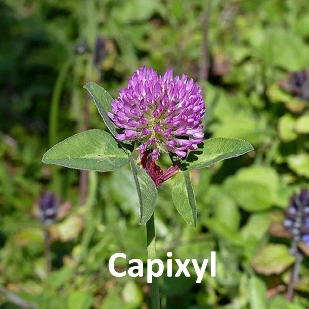 The REGENSIFY Eyelash and Eyebrow serum contains 5% Capixyl